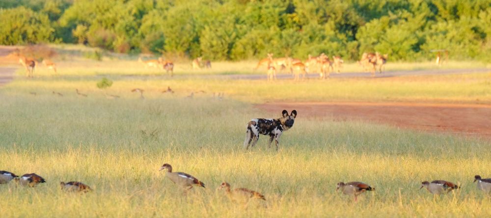 Royal Zambezi Lodge, Lower Zambezi National Park, Zambia - Image 10