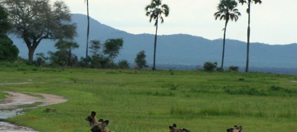 Wild dogs resting at Katuma Bush Camp, Katavi National Park, Tanzania - Image 8
