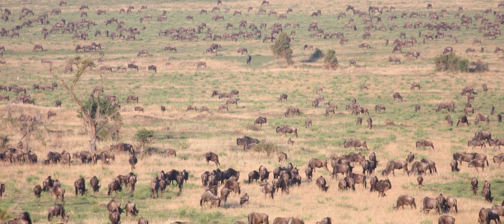 Wildebeest Migration in the hills - Image 6