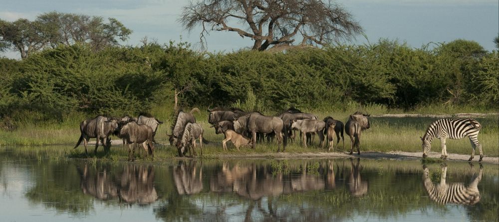 Chitabe Lediba Camp, Moremi Game Reserve, Botswana - Image 14
