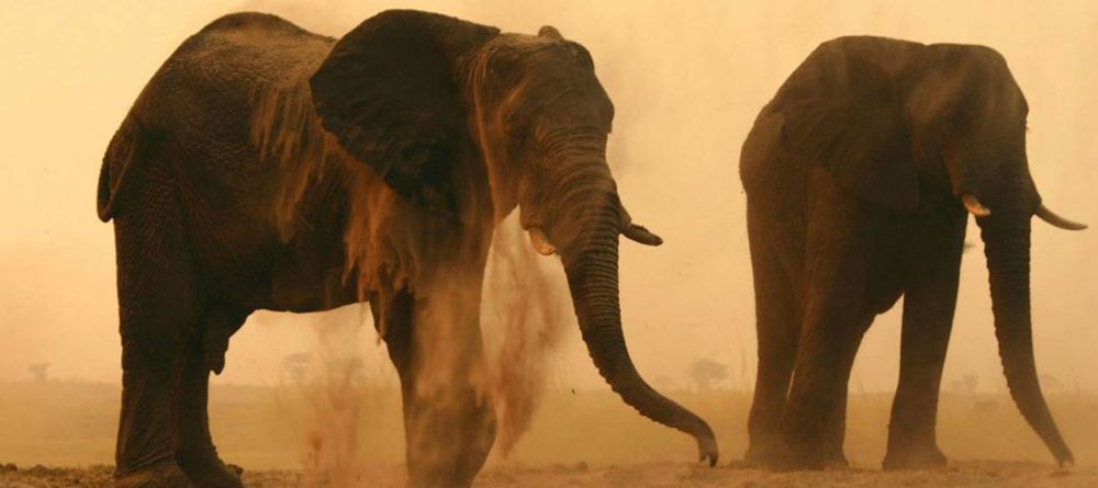 Chobe Elephant Camp - Image 5