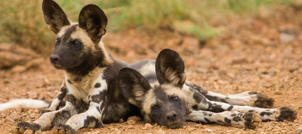 Royal Madikwe, Madikwe Game Reserve, South Africa - Image 6