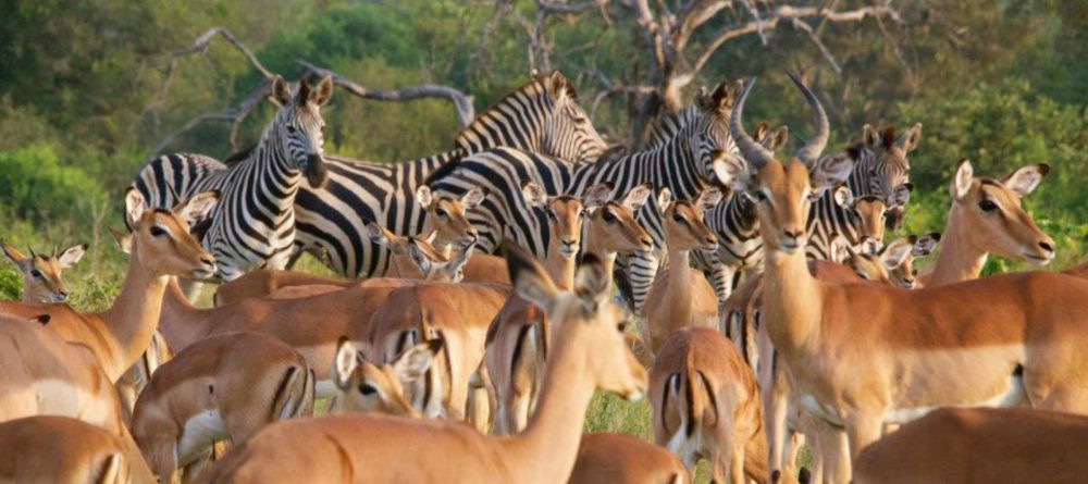 Simbavati River Lodge, Timbavati Game Reserve, South Africa - Image 1