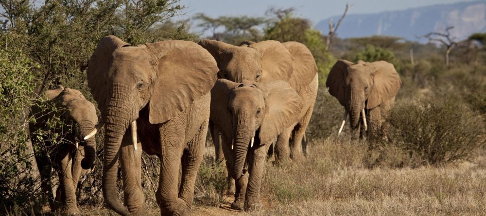 Sasaab, Samburu National Reserve, Kenya - Image 3