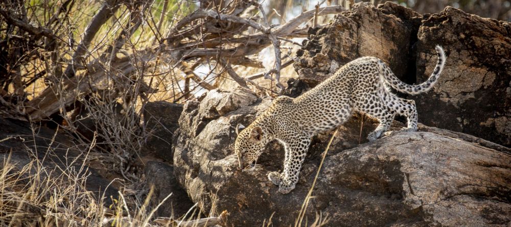 Sasaab, Samburu National Reserve, Kenya - Image 16