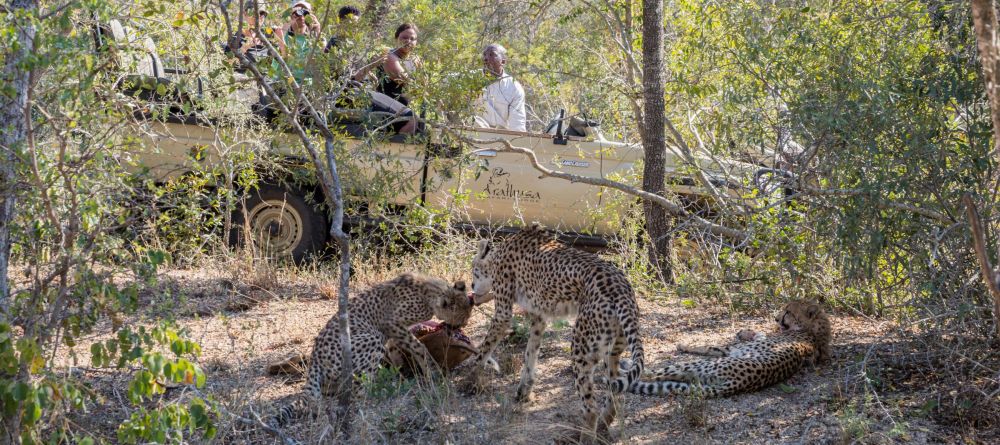 Arathusa Safari Lodge, Sabi Sands Game Reserve, South Africa - Image 15