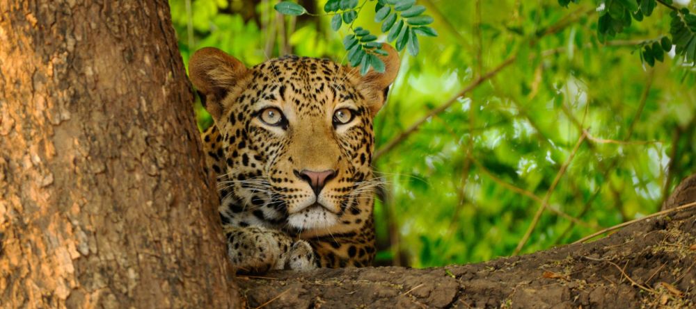 Royal Zambezi Lodge, Lower Zambezi National Park, Zambia - Image 3