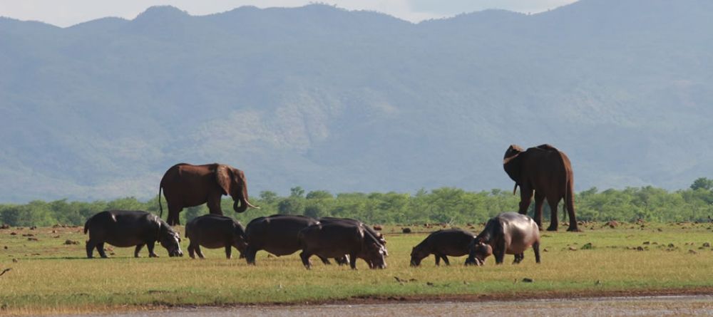 Wildlife Changa - Image 3