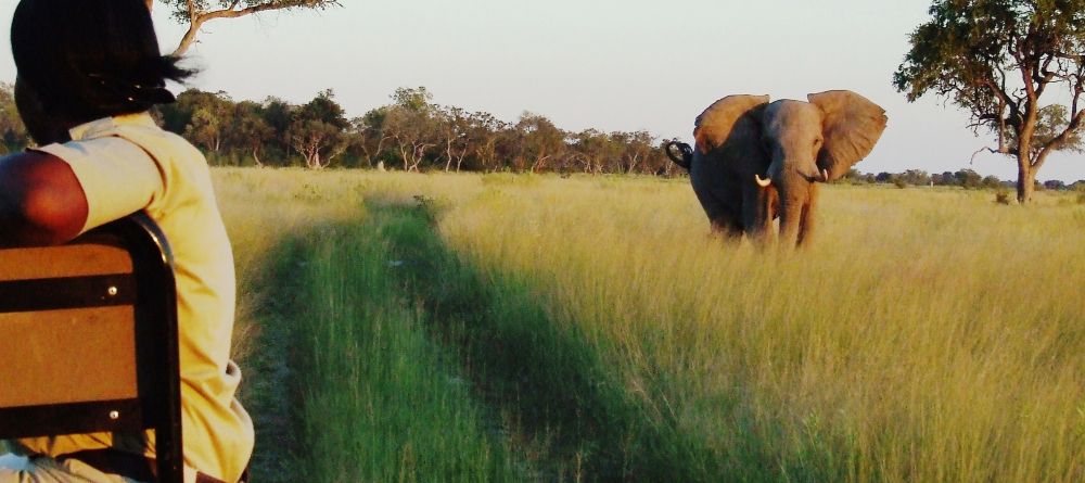 Elephant spotted on a game drive at Xaranna Camp, Okavango Delta, Botswana  - Image 11