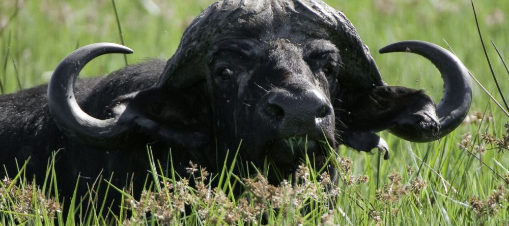 Buffalo submerged at Xigera Camp, Moremi Game Reserve, Botswana (Dana Allen) - Image 8