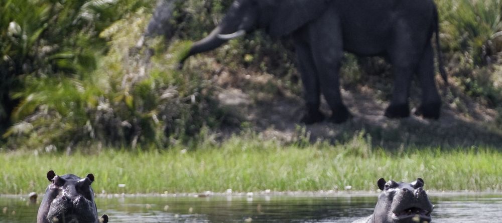 Hippos and elephants relishing the delta's waters at Xigera Camp, Moremi Game Reserve, Botswana (Dana Allen) - Image 1