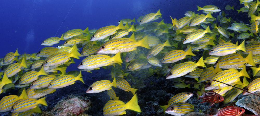 A school of yellowfish at Pole Pole Bungalow Resort, Mafia Island, Tanzania - Image 5
