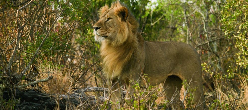 Ol Donyo Lodge, Chyulu Hills, Kenya - Image 8