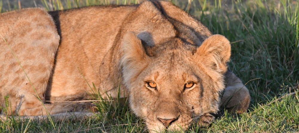 Tangulia Mara Camp, Masai Mara, Kenya - Image 19