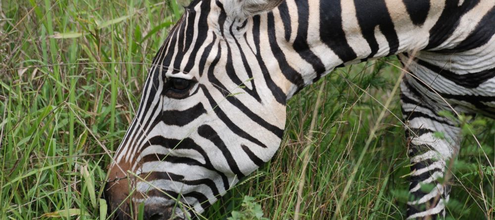 Mihingo Lodge, Lake Mburo National Park, Uganda - Image 9