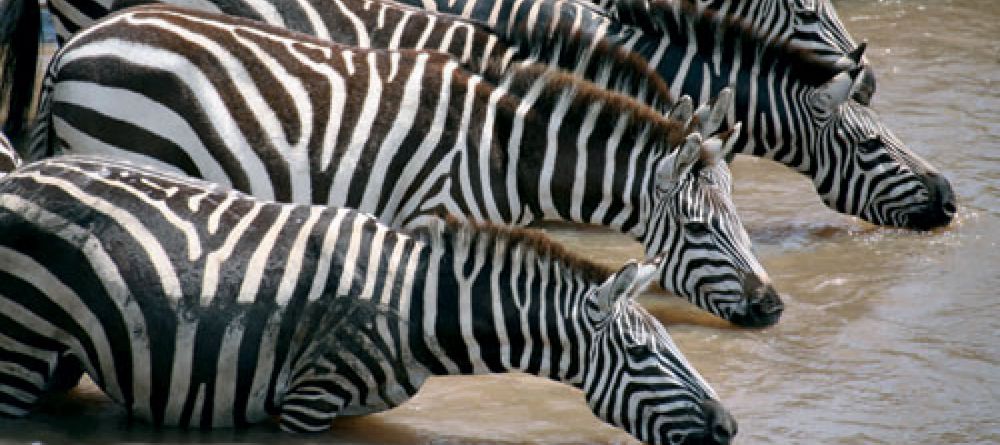 Ngoma Safari Lodge, Chobe National Park, Botswana - Image 5
