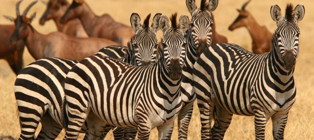 A stunning cluster of stripes at Katuma Bush Camp, Katavi National Park, Tanzania - Image 9