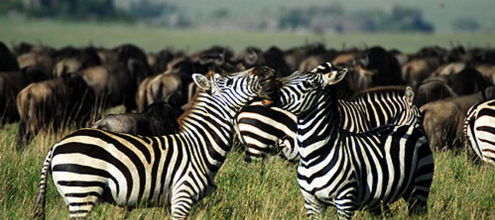 Wildebeest migration at Serengeti Wilderness Camp Central - Image 2