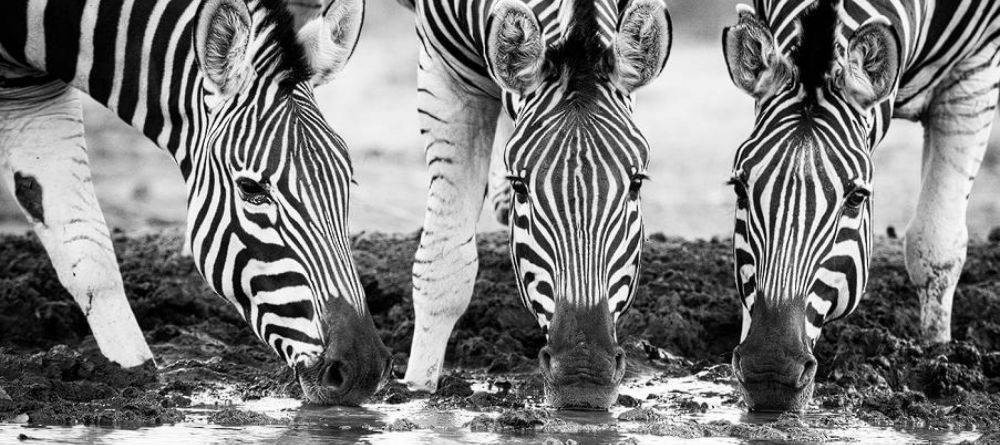Mashatu Lodge, Mashatu Game Reserve, Botswana - Image 15