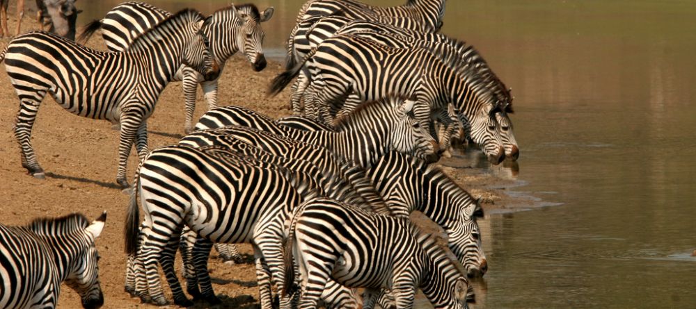 Zebras at watering hole at Mwamba Bush Camp, South Luangwa National Park, Zambia - Image 8