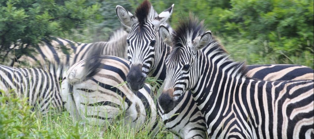 Zebra near Zulu Nyala Game Lodge - Image 11