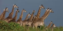 Arusha National Park, Tanzania