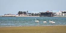 Walvis Bay Marine Extravanganza, Swakopmund, Namibia