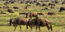 Lake Masek Tented Camp, Serengeti National Park, Tanzania