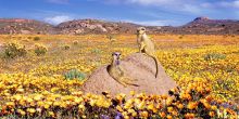 Daisy Country Lodge, Namakwaland, South Africa