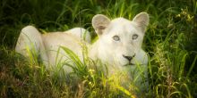 Tanda Tula Field Camp, Timbavati Game Reserve, South Africa