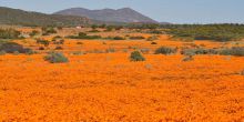 Daisy Country Lodge, Namakwaland, South Africa