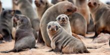 Walvis Bay Marine Extravanganza, Swakopmund, Namibia