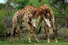 A pair of giraffes fight at Mashatu Tented Camp, Mashatu Game Reserve, Botswana