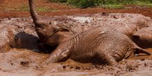 The babies love splashing about in their mud baths at The Daphne Sheldrick Elephant Orphanage, Nairobi, Kenya