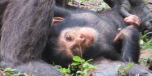 Brian was trekking at Mahale and was lucky to see some cute babies