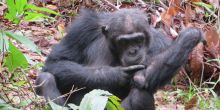 Chimpanzee grooming himself near the Greystoke Mahale Camp