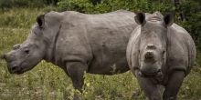 Hoedspruit Endangered Species Center