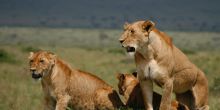 Mahali Mzuri, Olare Motogori Conservancy, Kenya