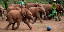 The Daphne Sheldrick Elephant Orphanage - Macushla House, Nairobi, Kenya