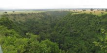 At Kyambura Gorge guests can trek to see wild chimpanzees