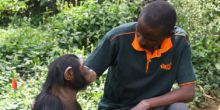 UWEC Chimpanzee Close Up