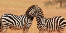Mahali Mzuri, Olare Motogori Conservancy, Kenya