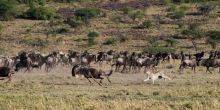 Mahali Mzuri, Olare Motogori Conservancy, Kenya
