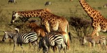 Mahali Mzuri, Olare Motogori Conservancy, Kenya