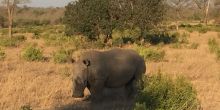 Notten's Bush Camp, Sabi Sands, South Africa