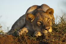 Lion resting at Mashatu Tented Camp, Mashatu Game Reserve, Botswana