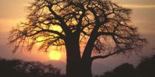 Tarangire National Park Safari
