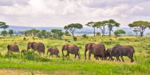 Arusha National Park, Tanzania