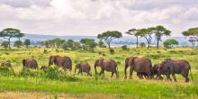 Tarangire National Park Safari