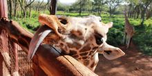 The giraffes are friendly and eager to interact with guests at the Giraffe Center, Nairobi, Kenya